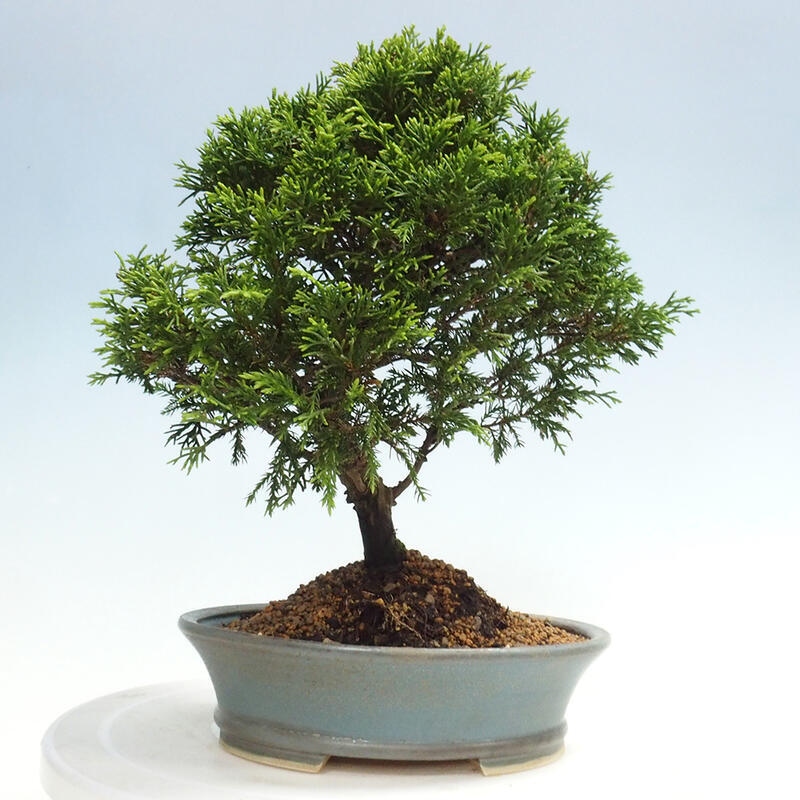 Outdoor bonsai - Juniperus chinensis Itoigawa - Chinese juniper