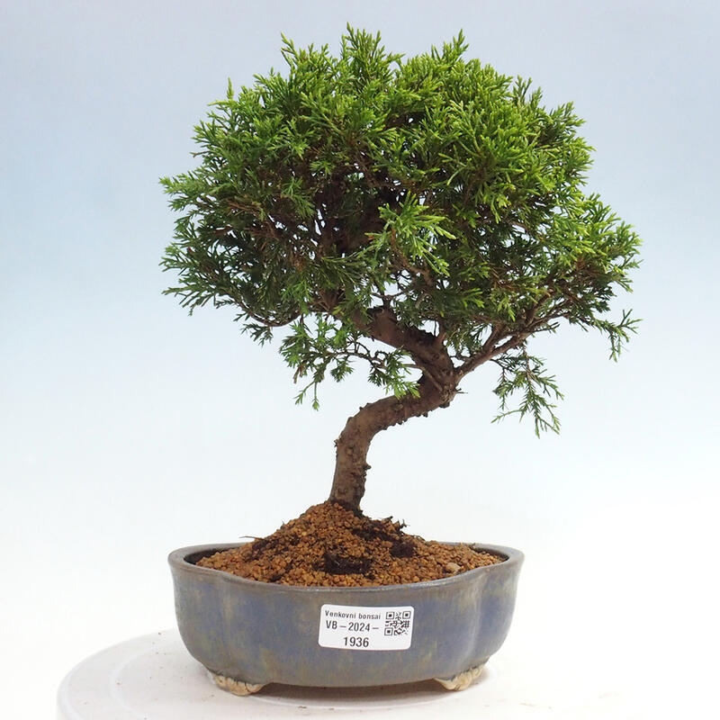 Outdoor bonsai - Juniperus chinensis Itoigawa - Chinese juniper