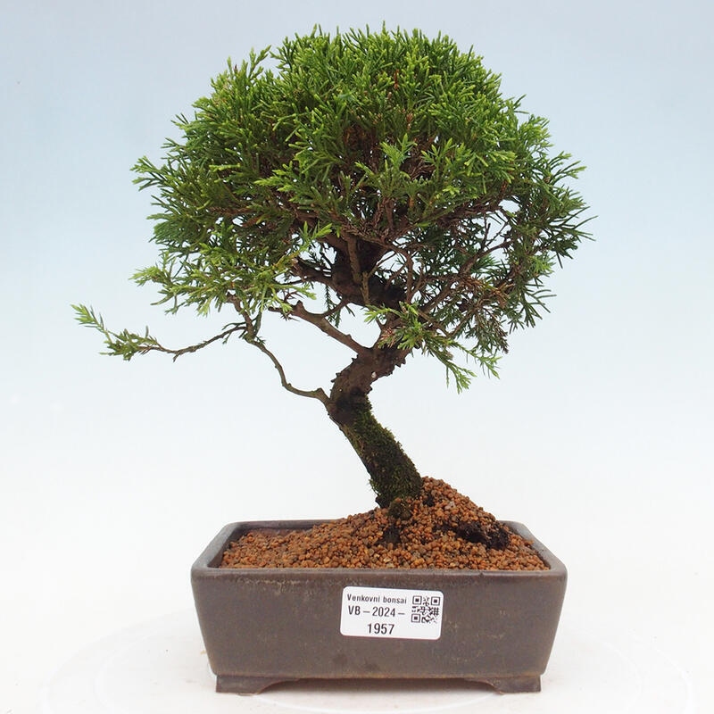 Outdoor bonsai - Juniperus chinensis Itoigawa - Chinese juniper