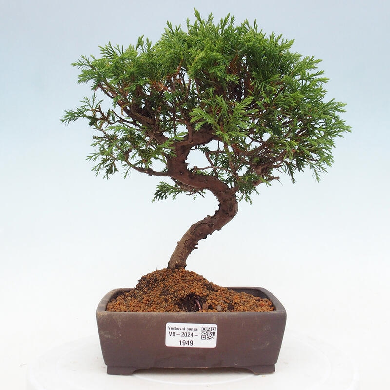 Outdoor bonsai - Juniperus chinensis Itoigawa - Chinese juniper