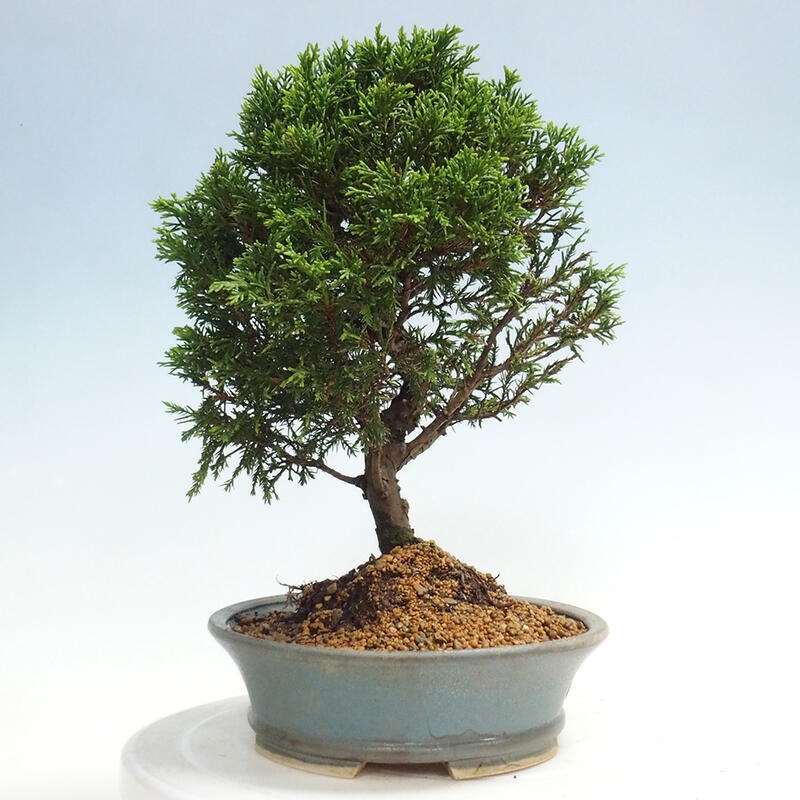Outdoor bonsai - Juniperus chinensis Itoigawa - Chinese juniper