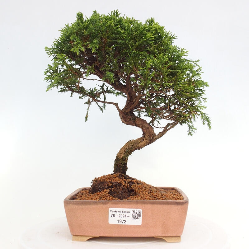 Outdoor bonsai - Juniperus chinensis Itoigawa - Chinese juniper