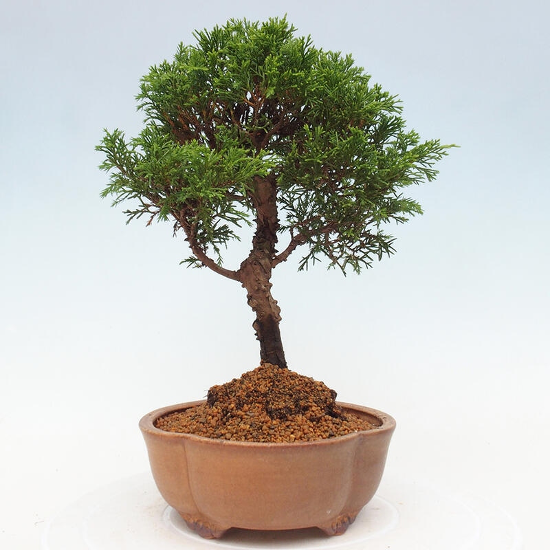 Outdoor bonsai - Juniperus chinensis Itoigawa - Chinese juniper