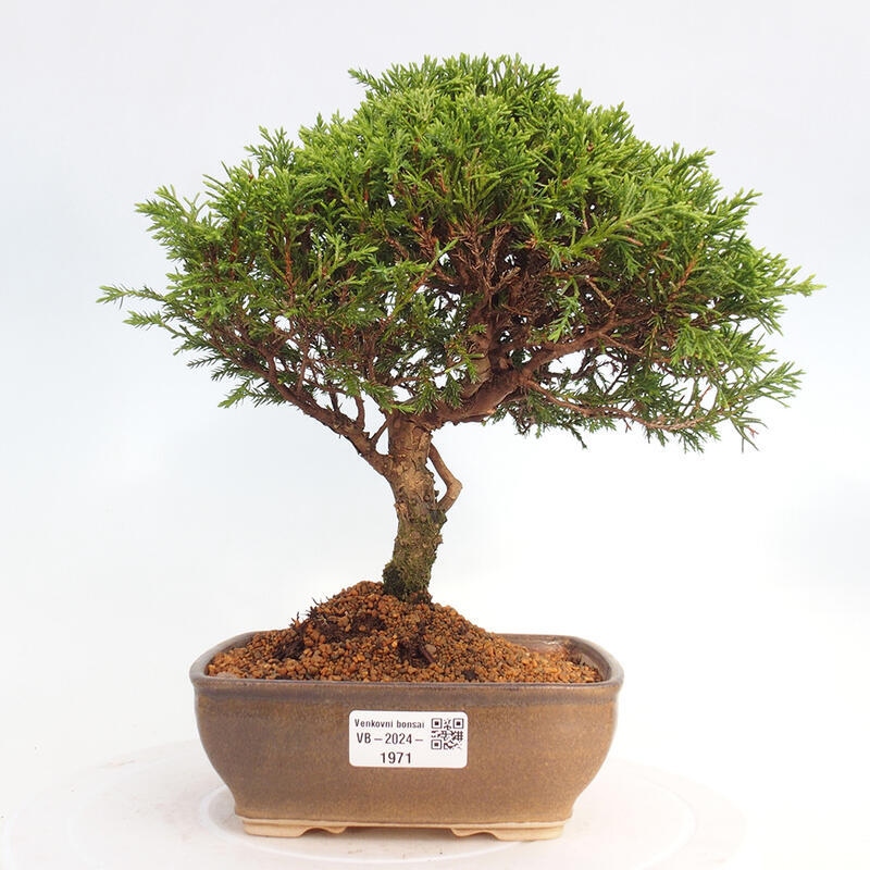 Outdoor bonsai - Juniperus chinensis Itoigawa - Chinese juniper