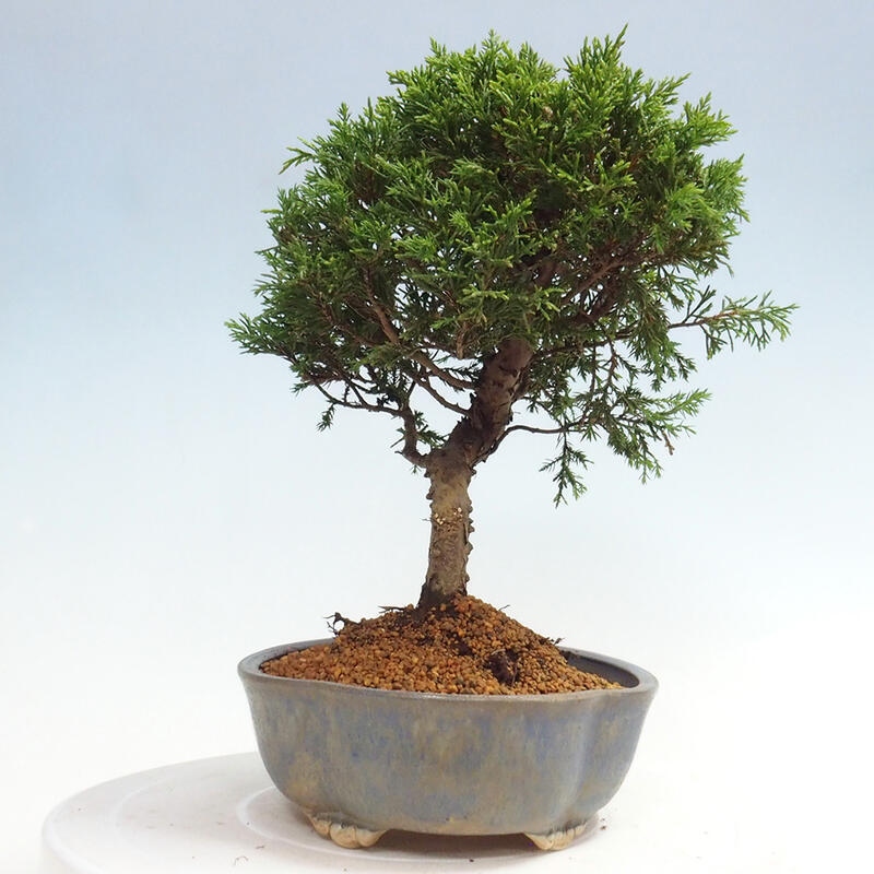 Outdoor bonsai - Juniperus chinensis Itoigawa - Chinese juniper