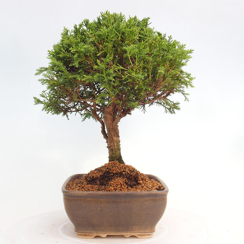 Outdoor bonsai - Juniperus chinensis Itoigawa - Chinese juniper