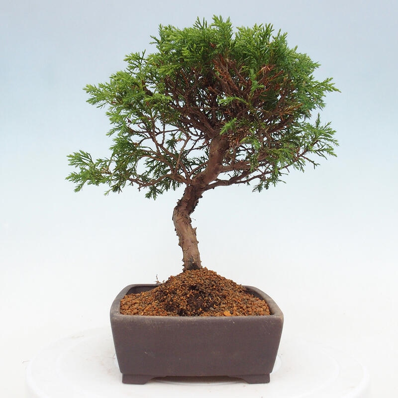 Outdoor bonsai - Juniperus chinensis Itoigawa - Chinese juniper