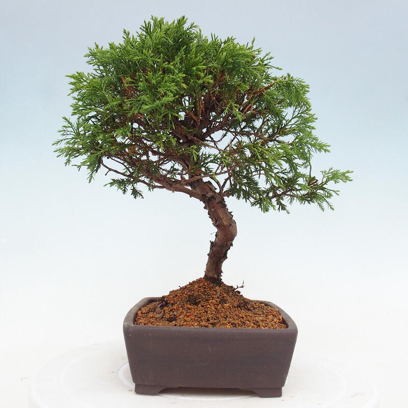 Outdoor bonsai - Juniperus chinensis Itoigawa - Chinese juniper