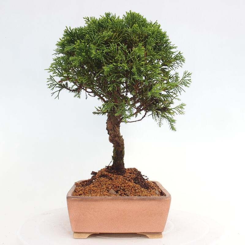 Outdoor bonsai - Juniperus chinensis Itoigawa - Chinese juniper