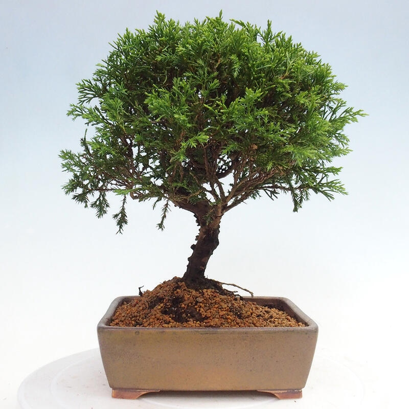 Outdoor bonsai - Juniperus chinensis Itoigawa - Chinese juniper