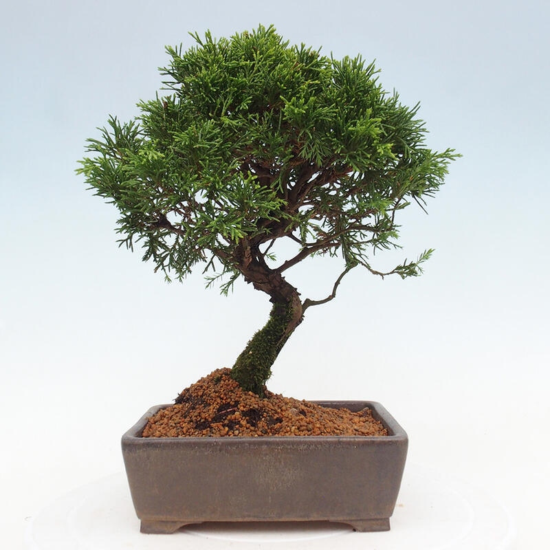 Outdoor bonsai - Juniperus chinensis Itoigawa - Chinese juniper