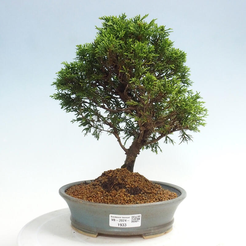 Outdoor bonsai - Juniperus chinensis Itoigawa - Chinese juniper