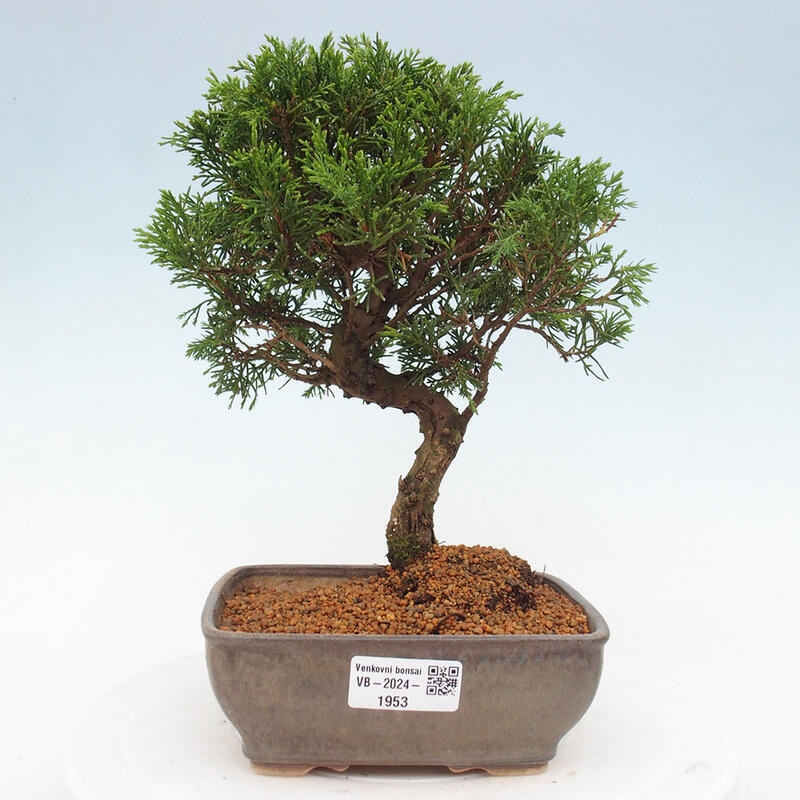 Outdoor bonsai - Juniperus chinensis Itoigawa - Chinese juniper