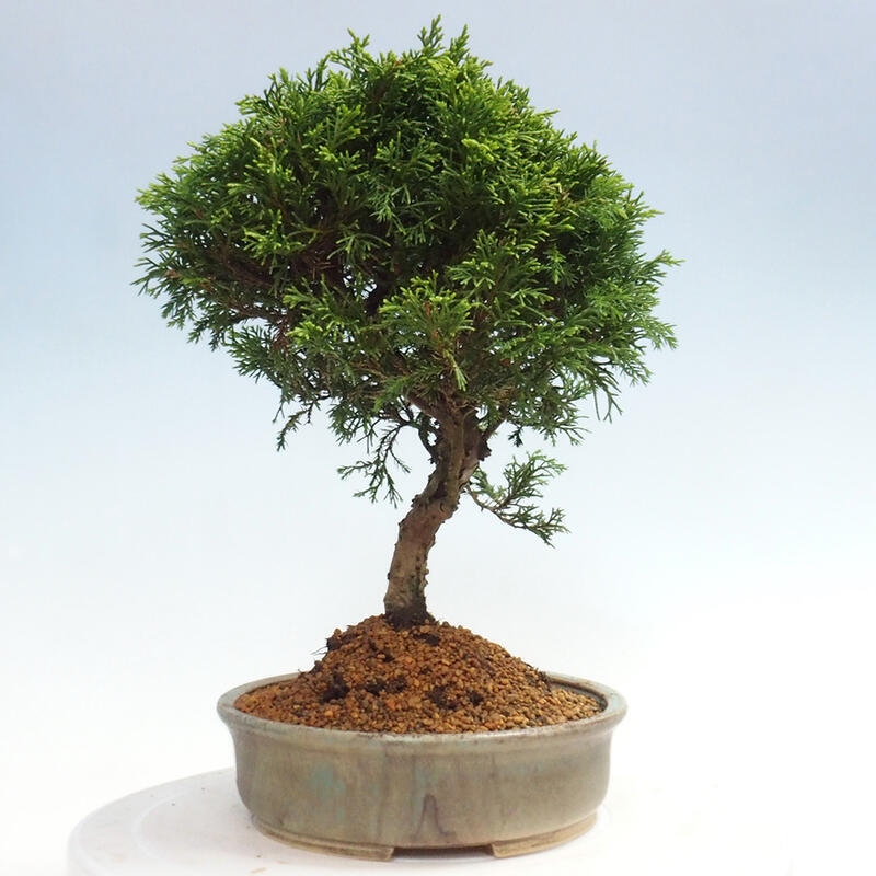 Outdoor bonsai - Juniperus chinensis Itoigawa - Chinese juniper