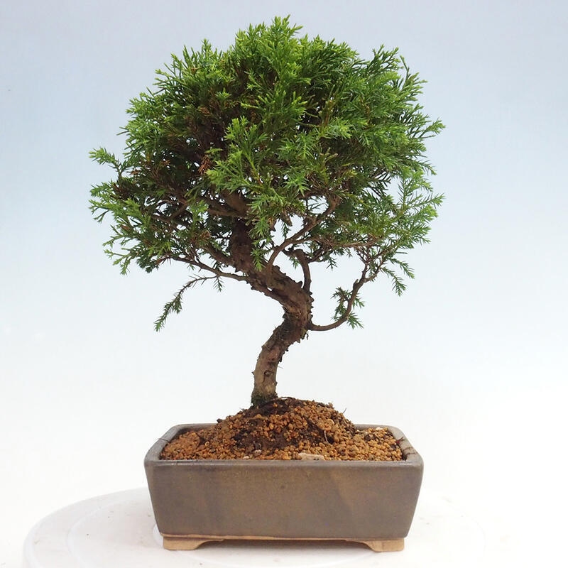 Outdoor bonsai - Juniperus chinensis Itoigawa - Chinese juniper
