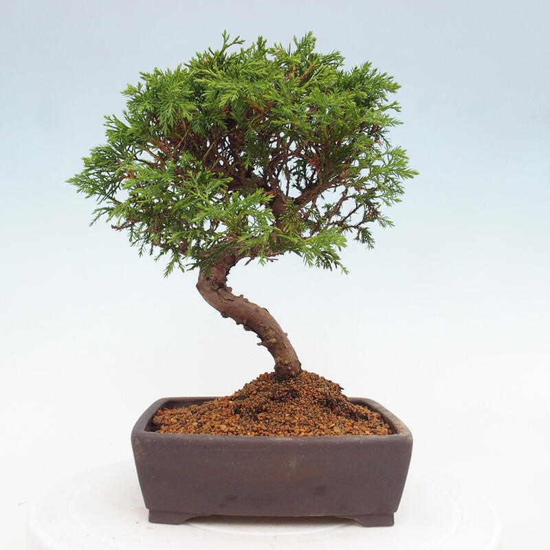 Outdoor bonsai - Juniperus chinensis Itoigawa - Chinese juniper