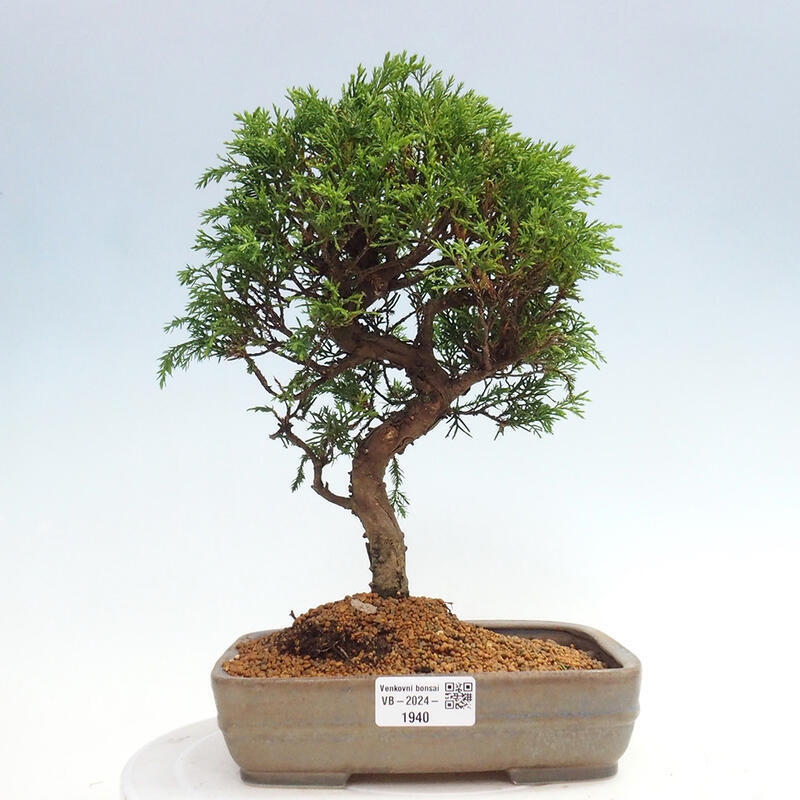 Outdoor bonsai - Juniperus chinensis Itoigawa - Chinese juniper