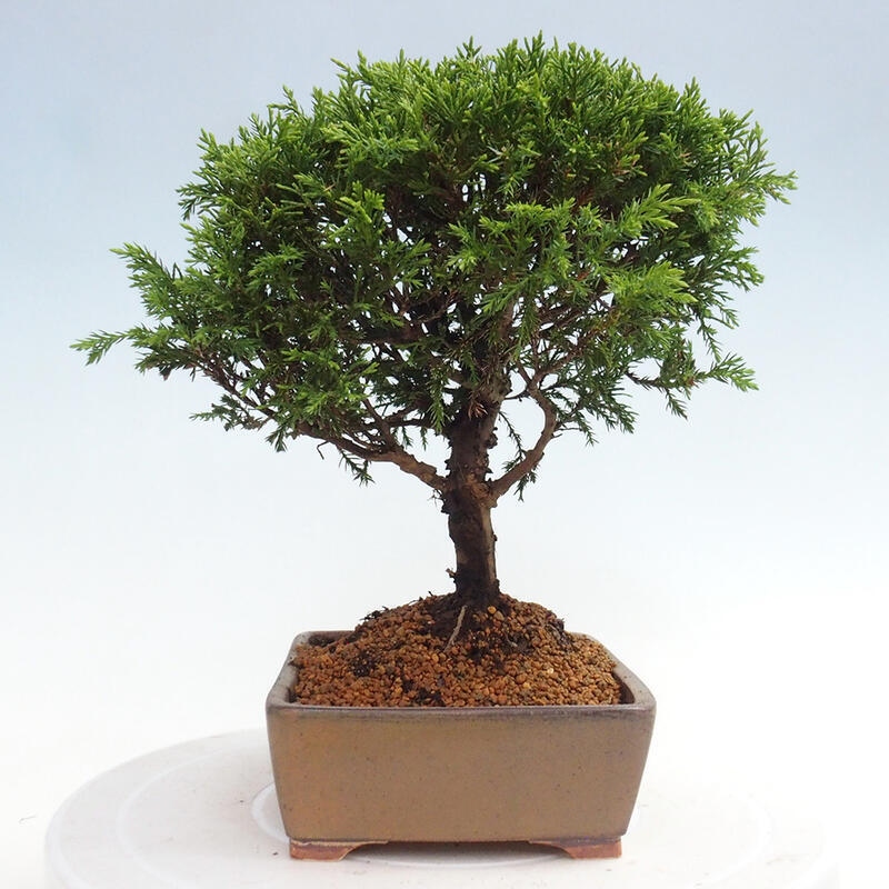 Outdoor bonsai - Juniperus chinensis Itoigawa - Chinese juniper
