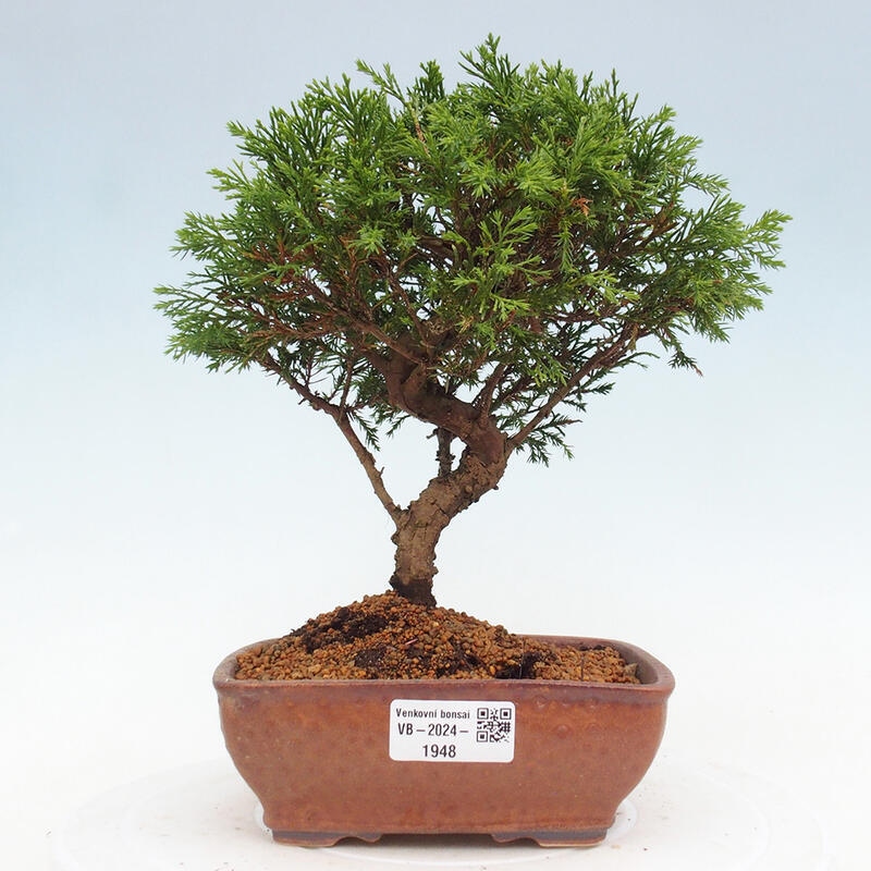 Outdoor bonsai - Juniperus chinensis Itoigawa - Chinese juniper