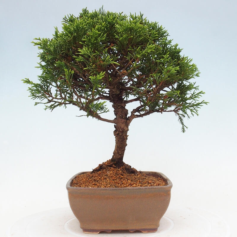 Outdoor bonsai - Juniperus chinensis Itoigawa - Chinese juniper
