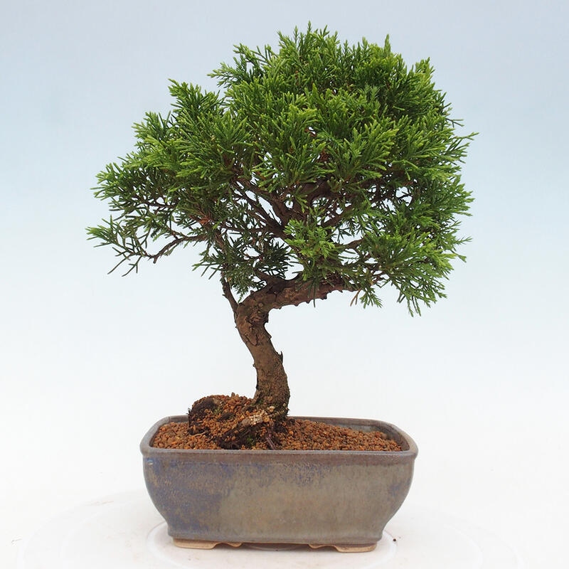 Outdoor bonsai - Juniperus chinensis Itoigawa - Chinese juniper