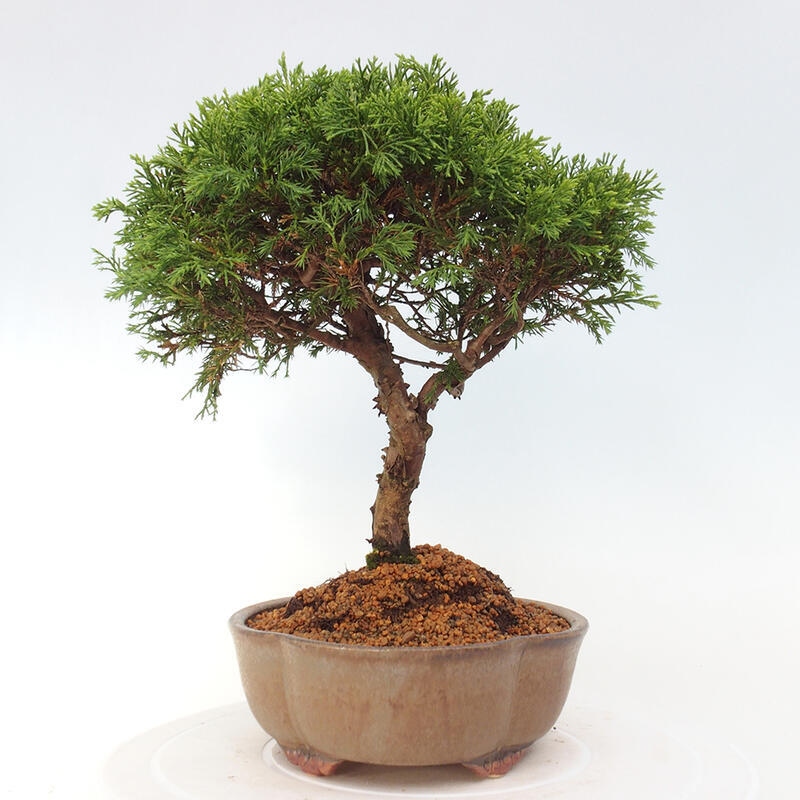 Outdoor bonsai - Juniperus chinensis Itoigawa - Chinese juniper