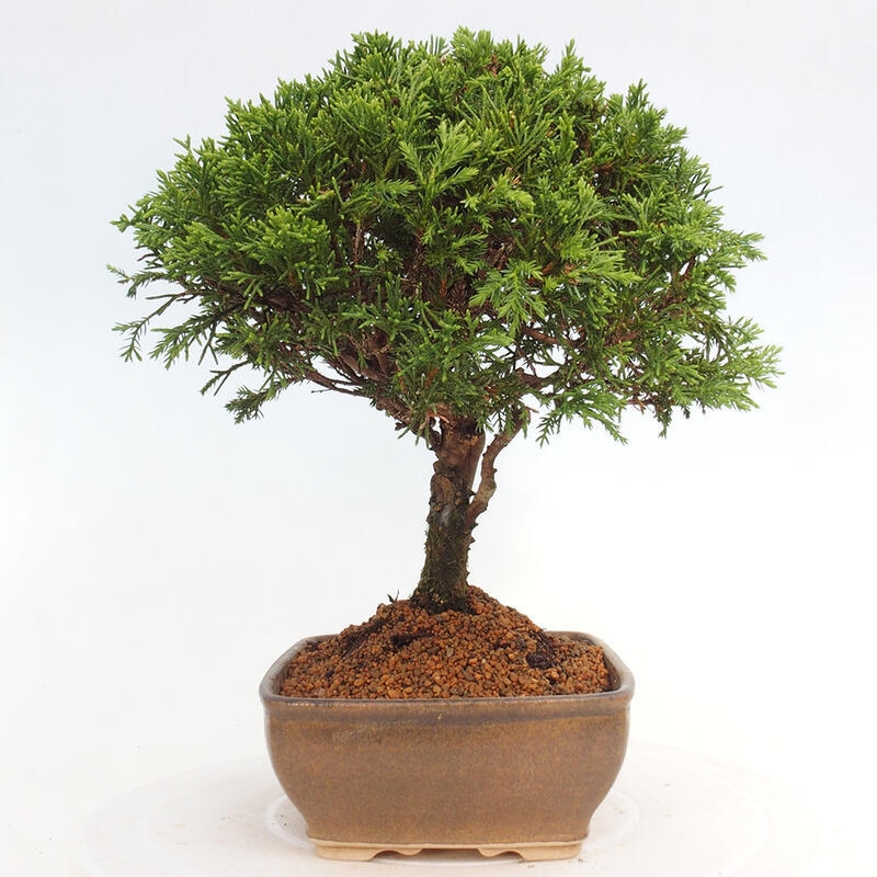 Outdoor bonsai - Juniperus chinensis Itoigawa - Chinese juniper