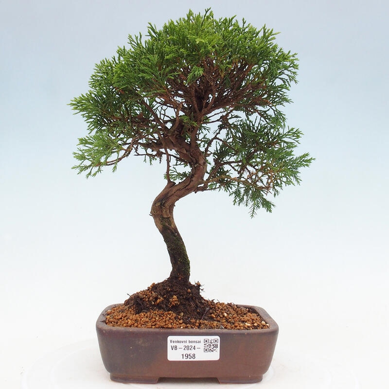 Outdoor bonsai - Juniperus chinensis Itoigawa - Chinese juniper