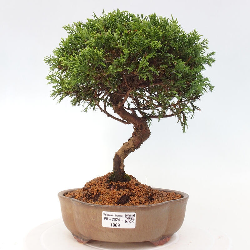 Outdoor bonsai - Juniperus chinensis Itoigawa - Chinese juniper