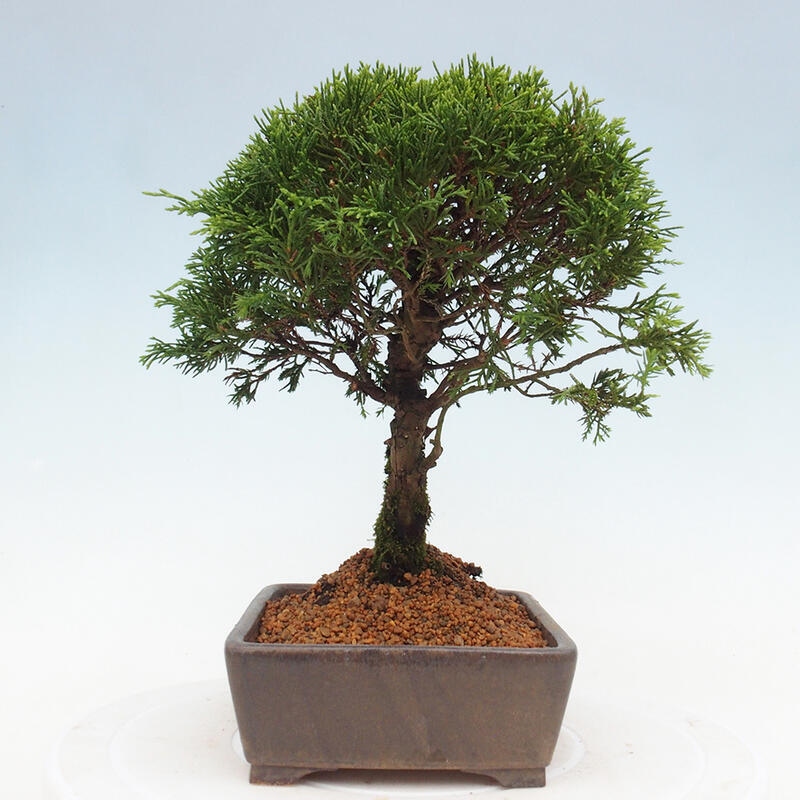 Outdoor bonsai - Juniperus chinensis Itoigawa - Chinese juniper