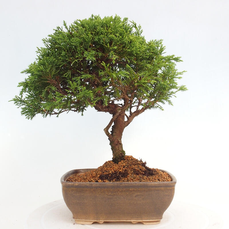 Outdoor bonsai - Juniperus chinensis Itoigawa - Chinese juniper
