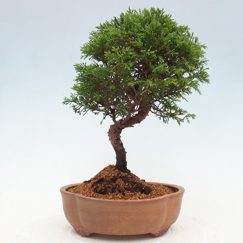 Outdoor bonsai - Juniperus chinensis Itoigawa - Chinese juniper