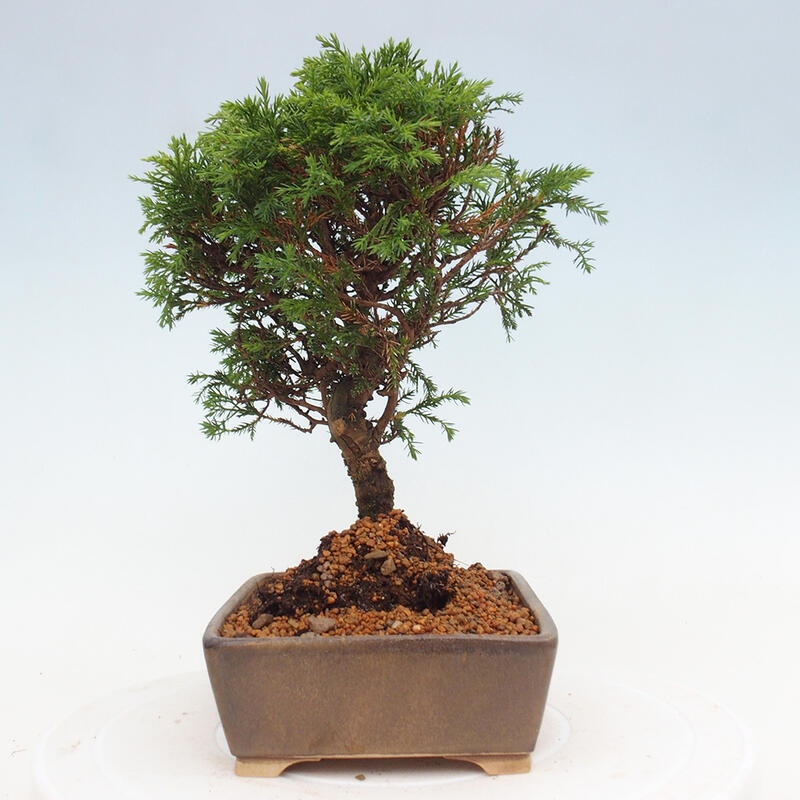Outdoor bonsai - Juniperus chinensis Itoigawa - Chinese juniper