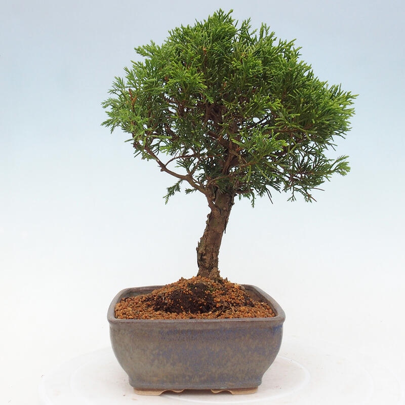 Outdoor bonsai - Juniperus chinensis Itoigawa - Chinese juniper