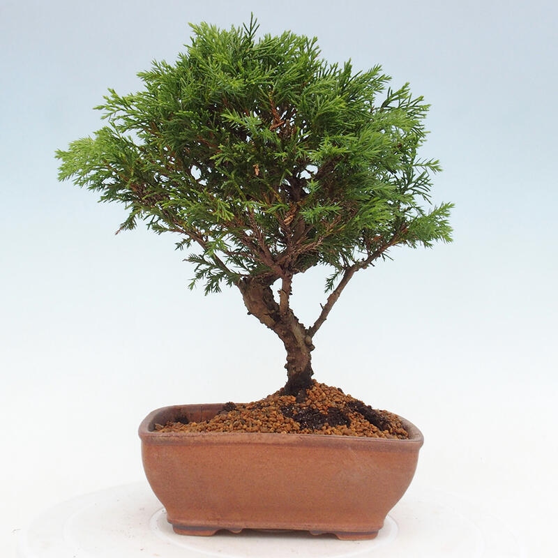 Outdoor bonsai - Juniperus chinensis Itoigawa - Chinese juniper
