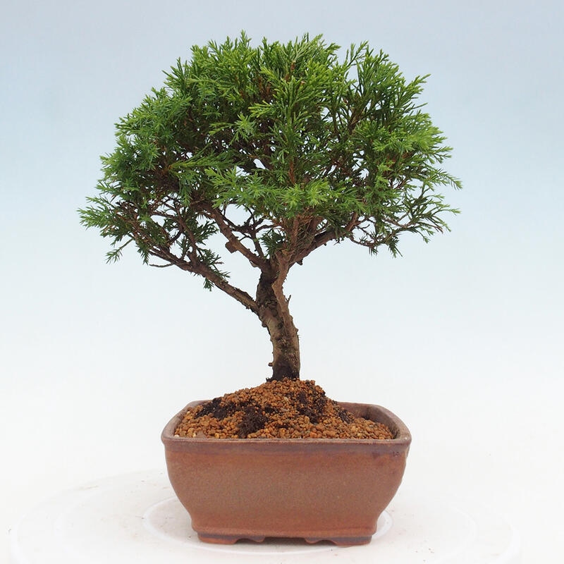 Outdoor bonsai - Juniperus chinensis Itoigawa - Chinese juniper