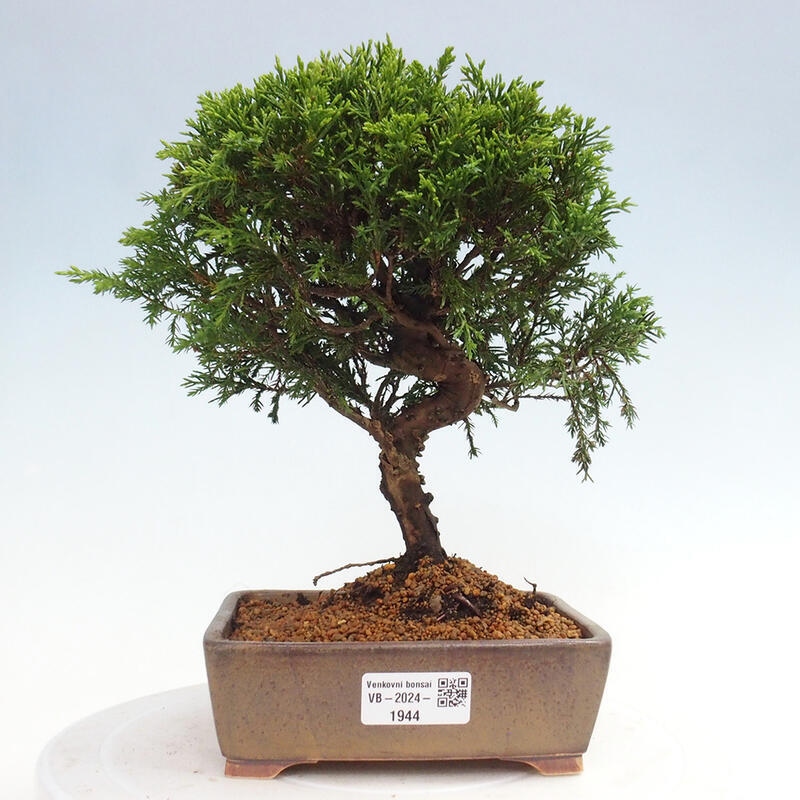 Outdoor bonsai - Juniperus chinensis Itoigawa - Chinese juniper