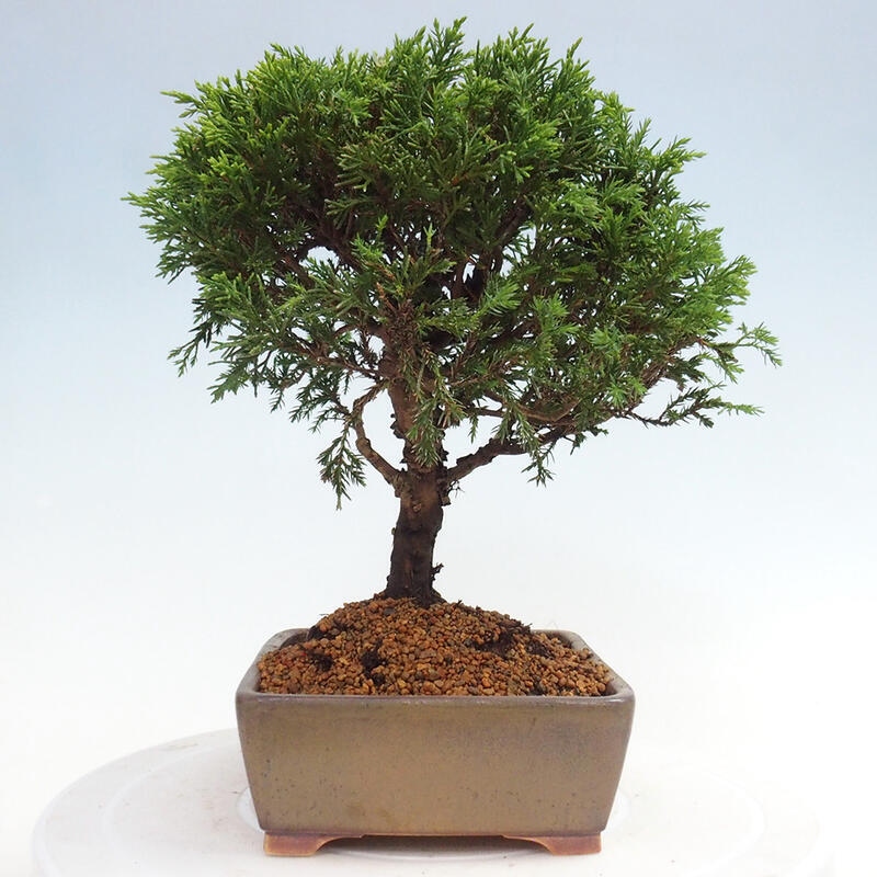 Outdoor bonsai - Juniperus chinensis Itoigawa - Chinese juniper