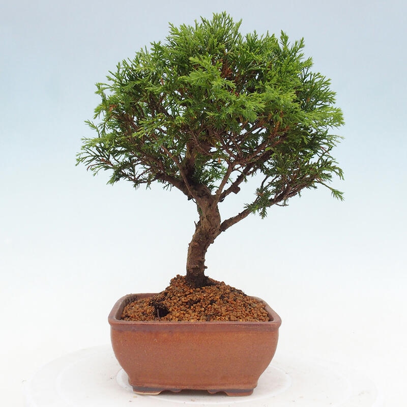 Outdoor bonsai - Juniperus chinensis Itoigawa - Chinese juniper
