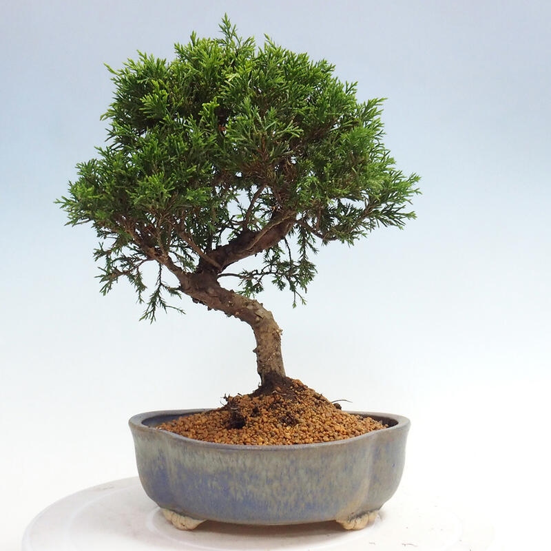 Outdoor bonsai - Juniperus chinensis Itoigawa - Chinese juniper