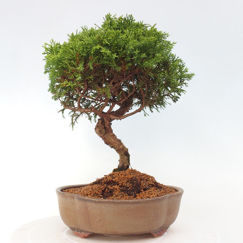 Outdoor bonsai - Juniperus chinensis Itoigawa - Chinese juniper