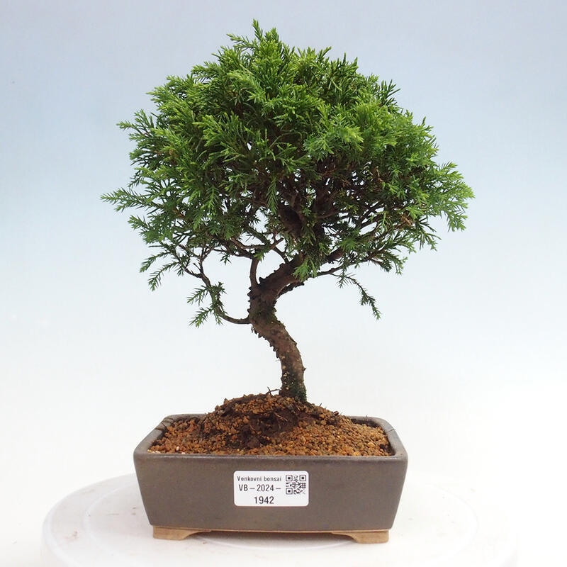 Outdoor bonsai - Juniperus chinensis Itoigawa - Chinese juniper