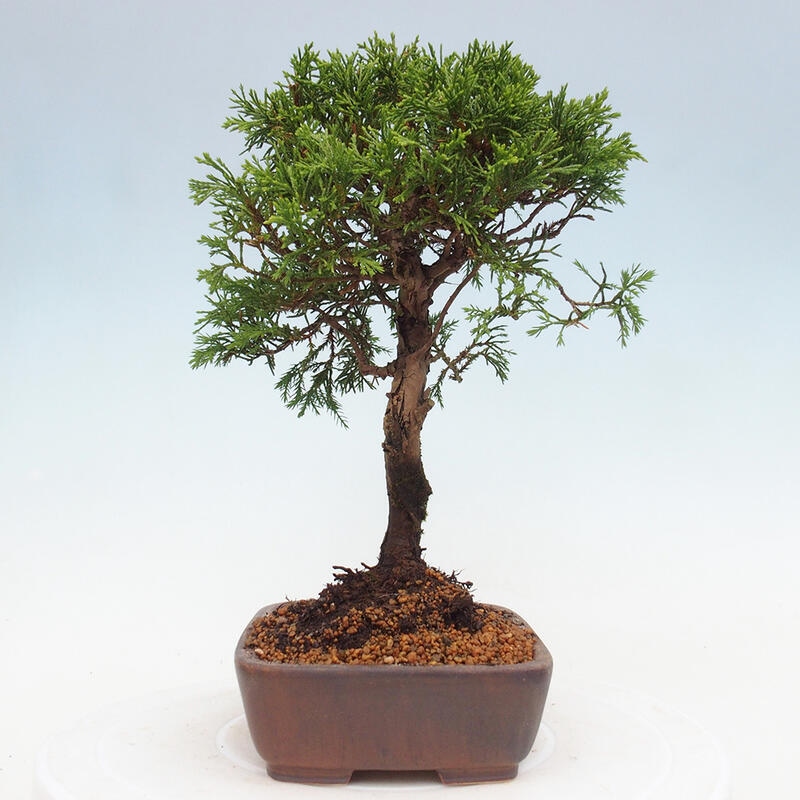 Outdoor bonsai - Juniperus chinensis Itoigawa - Chinese juniper
