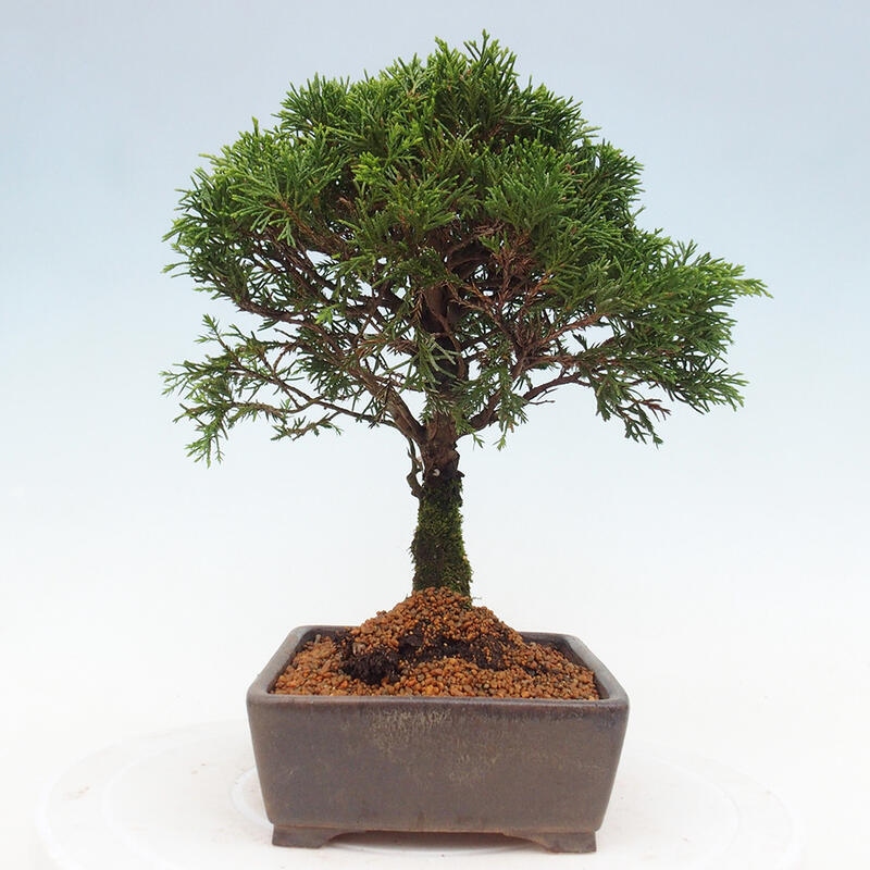 Outdoor bonsai - Juniperus chinensis Itoigawa - Chinese juniper