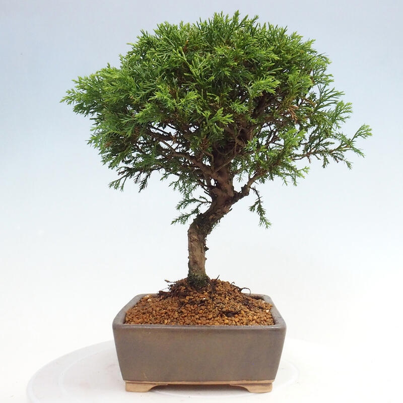 Outdoor bonsai - Juniperus chinensis Itoigawa - Chinese juniper