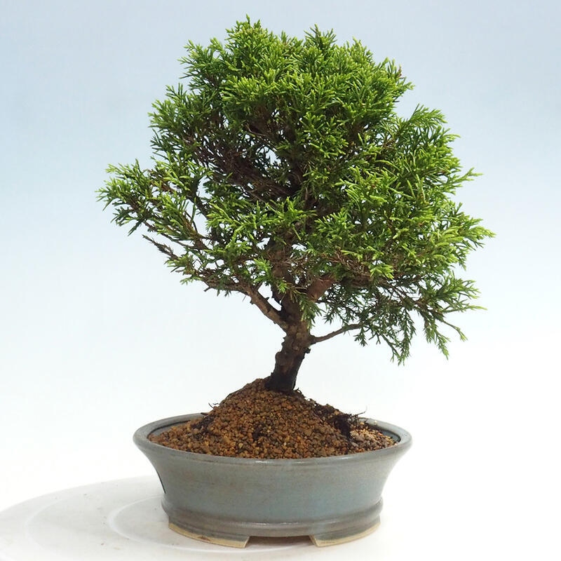 Outdoor bonsai - Juniperus chinensis Itoigawa - Chinese juniper