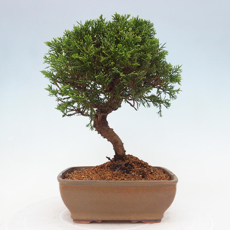 Outdoor bonsai - Juniperus chinensis Itoigawa - Chinese juniper