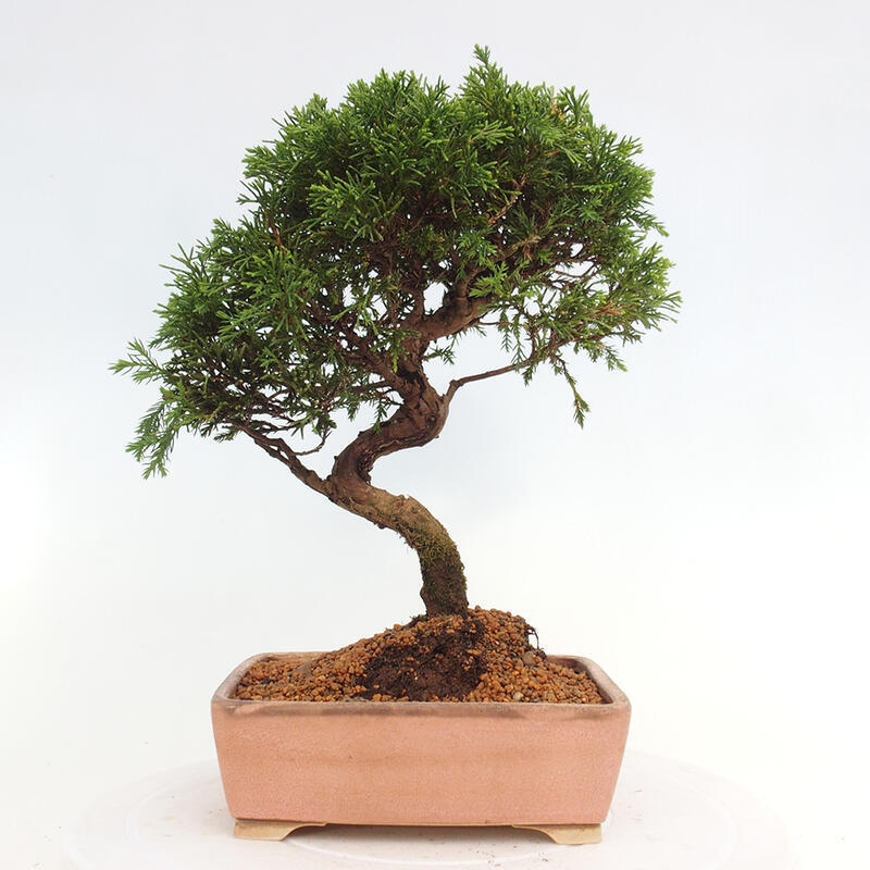 Outdoor bonsai - Juniperus chinensis Itoigawa - Chinese juniper
