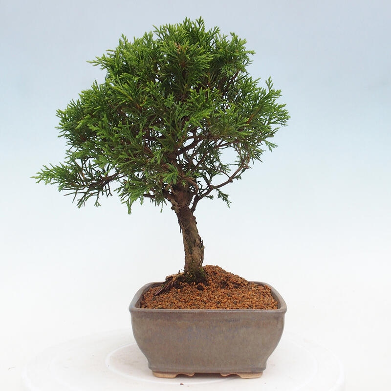 Outdoor bonsai - Juniperus chinensis Itoigawa - Chinese juniper