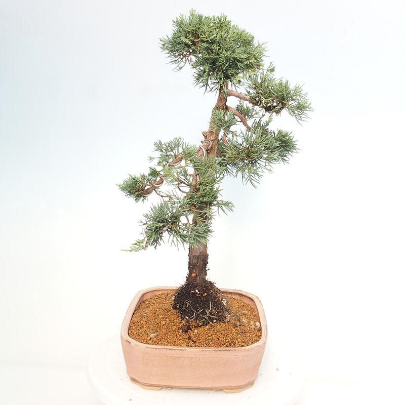 Outdoor bonsai - Juniperus chinensis Kishu - Chinese juniper